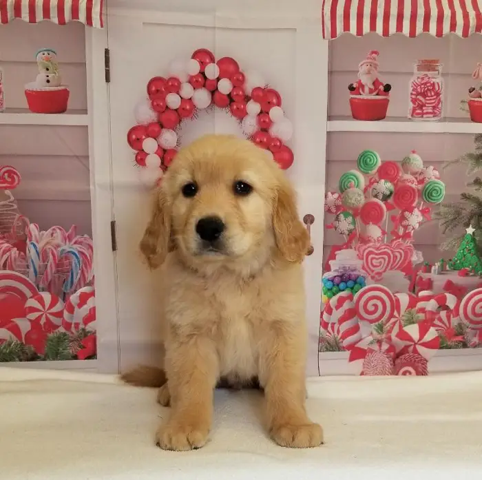 Male Golden Retriever Puppy for Sale in Schererville, IN