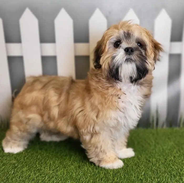 Male Lhasa Apso Puppy for Sale in Schererville, IN