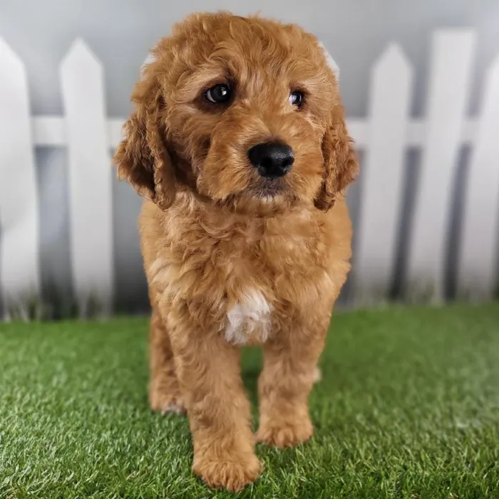 Male Medium Goldendoodle Puppy for Sale in Schererville, IN