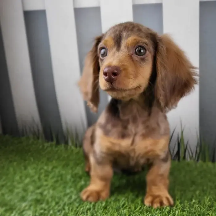 Male Miniature Dachshund Puppy for Sale in Schererville, IN