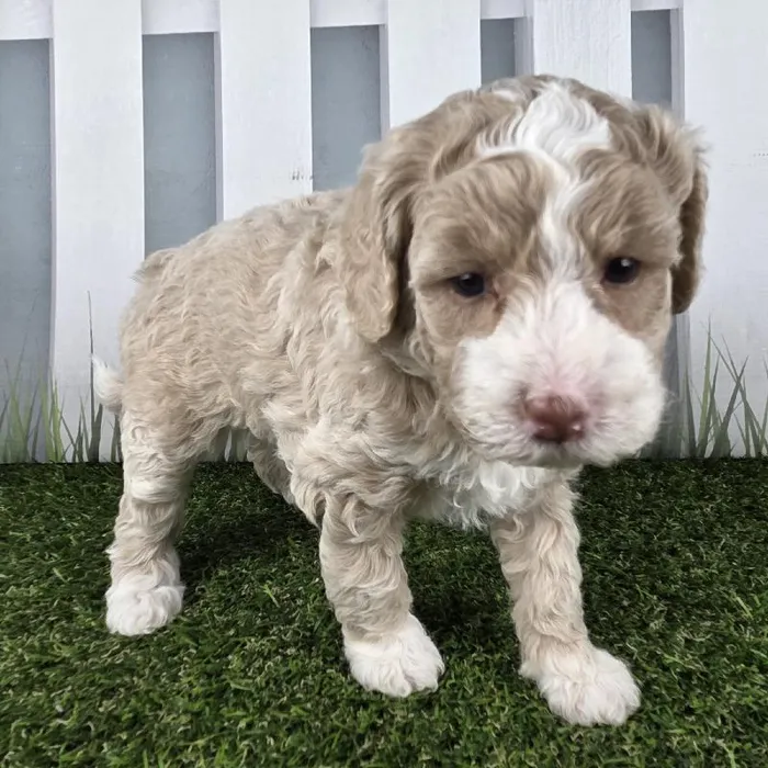 Female Miniature Goldendoodle Puppy for Sale in Schererville, IN