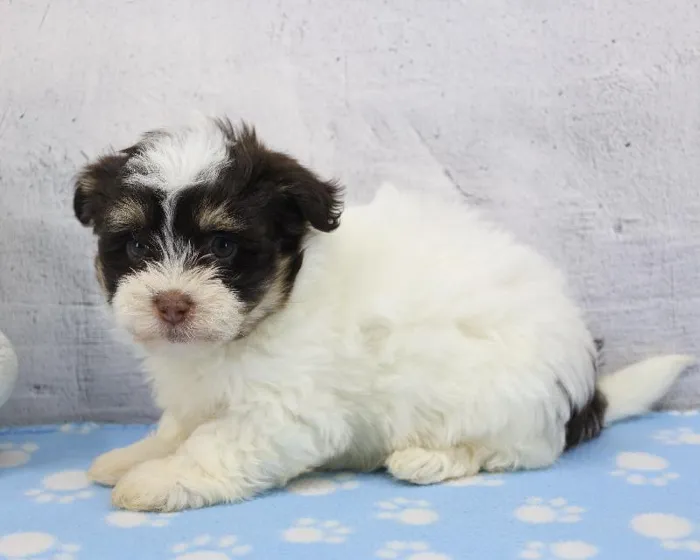 Female Havanese Puppy for Sale in Schererville, IN
