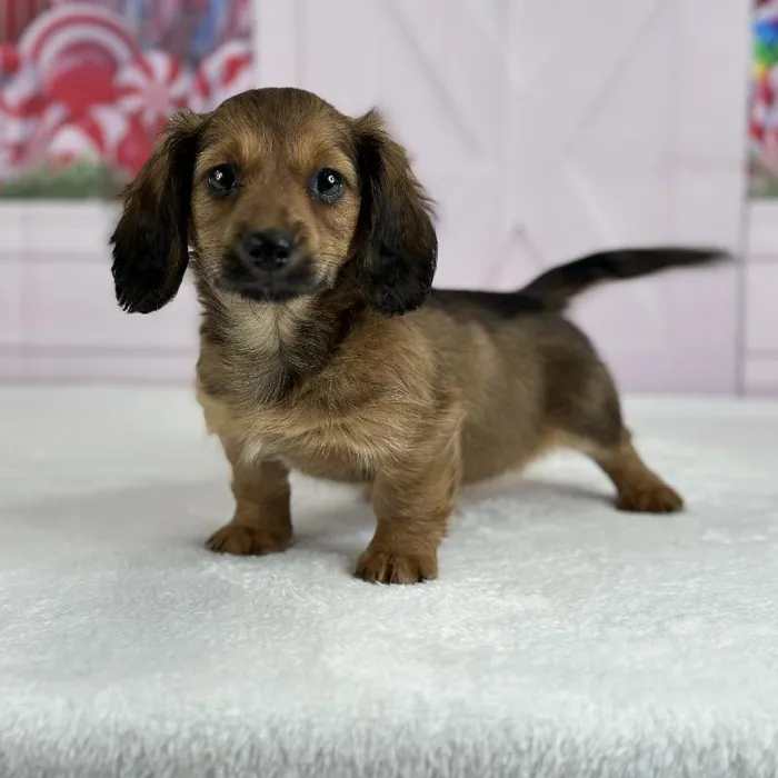 Female Miniature Dachshund Puppy for Sale in Indianapolis, IN