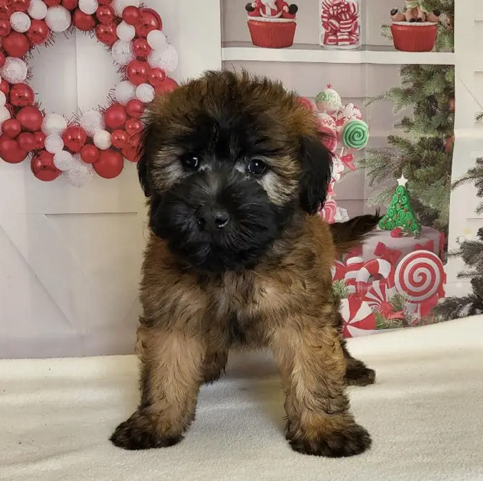 Male Soft Coated Wheaten Terrier Puppy for Sale in Schererville, IN