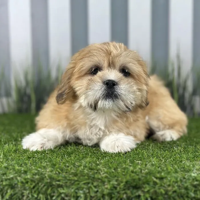 Female Lhasa Apso Puppy for Sale in Indianapolis, IN