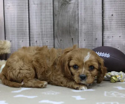 Female Cavalier King Charles Spaniel Puppy for Sale in Indianapolis, IN