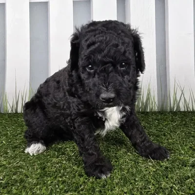 Female Miniature Goldendoodle Puppy for Sale in Schererville, IN