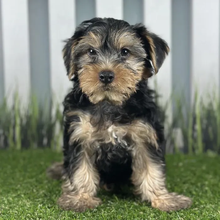 Male Yorkshire Terrier Puppy for Sale in Indianapolis, IN