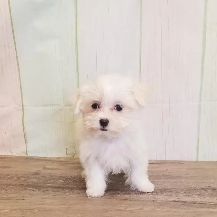 Female Maltese Puppy for Sale in Schererville, IN