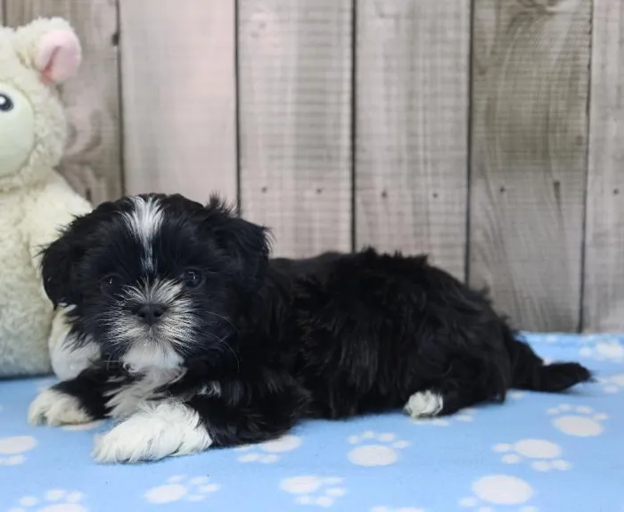 Female Shih Tzu Puppy for Sale in Schererville, IN