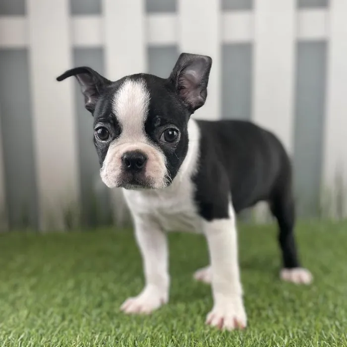 Female Boston Terrier Puppy for Sale in Schererville, IN