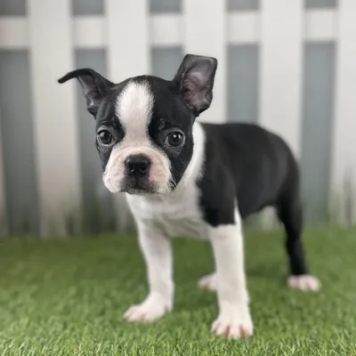 Female Boston Terrier Puppy for Sale in Schererville, IN