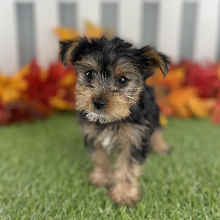 Female Yorkshire Terrier Puppy for Sale in Schererville, IN