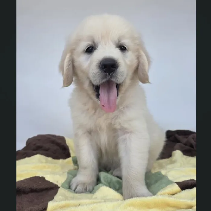 Female Golden Retriever Puppy for Sale in Schererville, IN