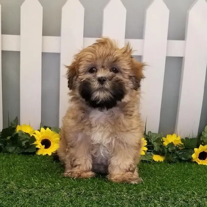 Female Shih Apso Puppy for Sale in Indianapolis, IN