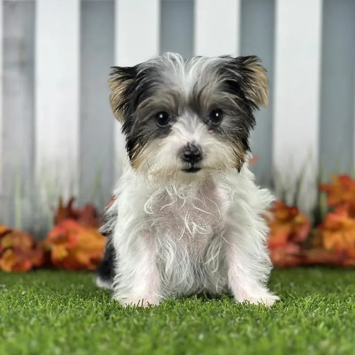 Female Morkie Puppy for Sale in Schererville, IN