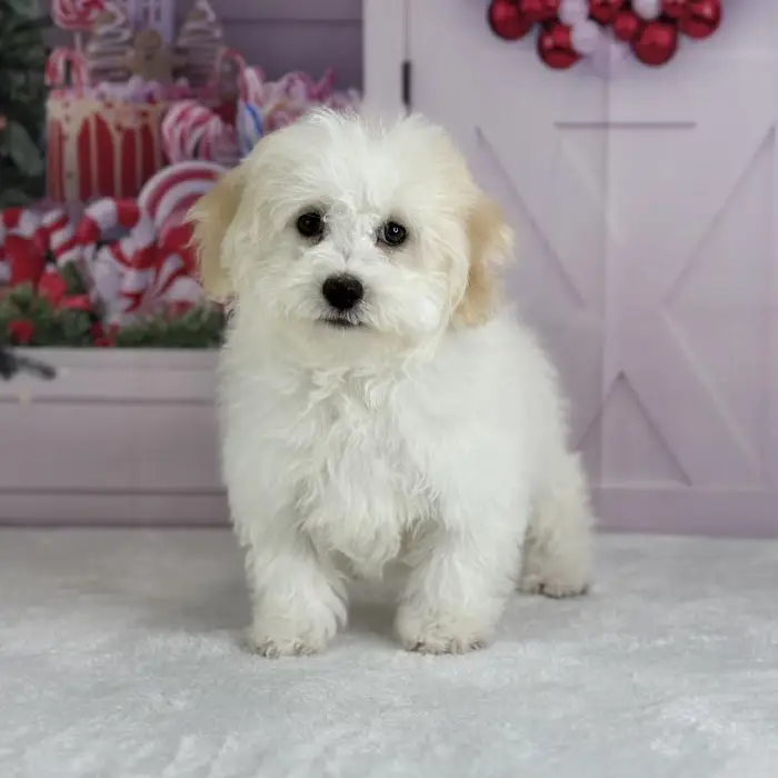 Male Coton-Poo Puppy for Sale in Schererville, IN