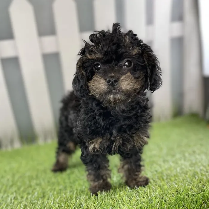 Female ShihPoo Puppy for Sale in Indianapolis, IN
