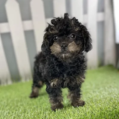 Female ShihPoo Puppy for Sale in Indianapolis, IN