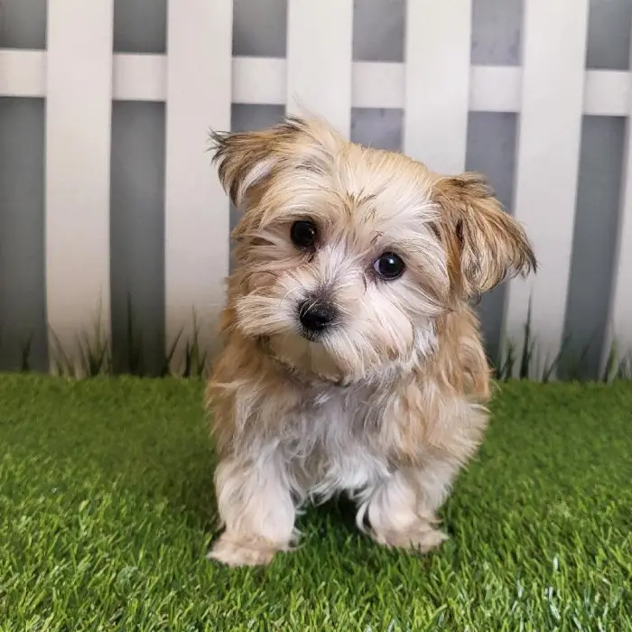 Male Morkie Puppy for Sale in Schererville, IN