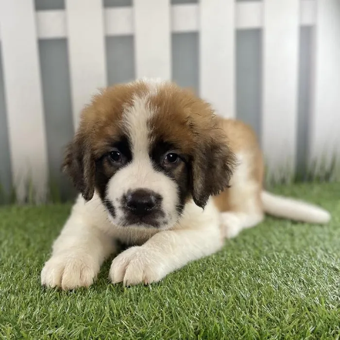 Male Saint Bernard Puppy for Sale in Schererville, IN