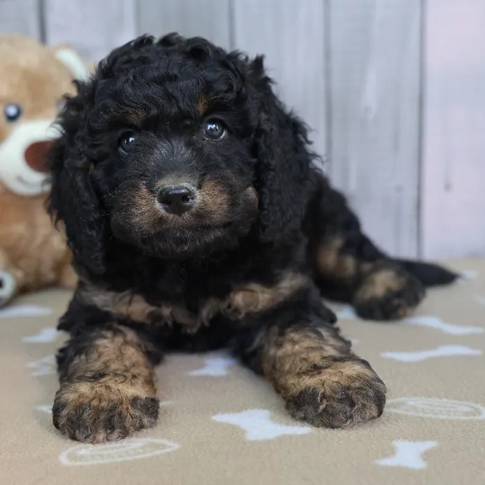 Male Cavapoo Puppy for Sale in Indianapolis, IN