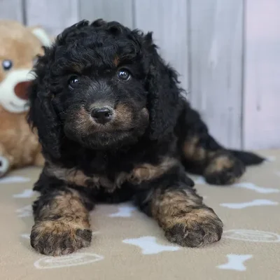 Male Cavapoo Puppy for Sale in Indianapolis, IN