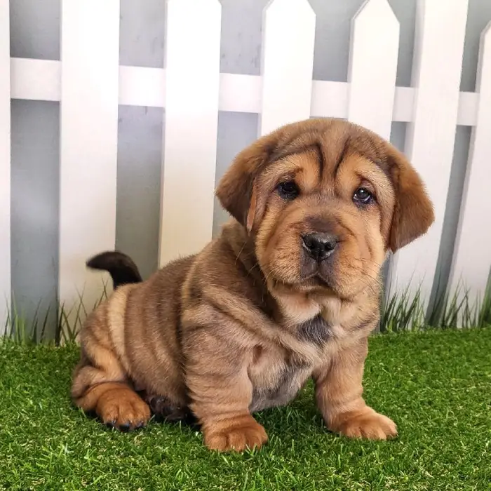 Female Walrus Puppy for Sale in Schererville, IN