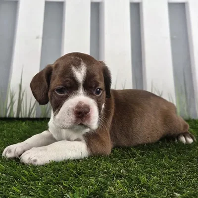 Male Boston Spaniel Puppy for Sale in Schererville, IN