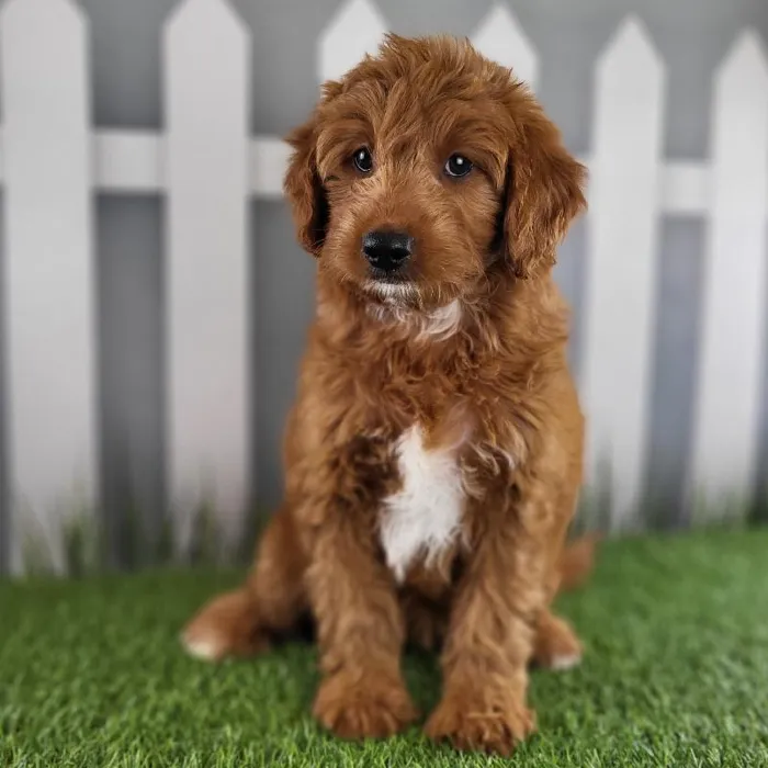 Female Medium Goldendoodle Puppy for Sale in Schererville, IN