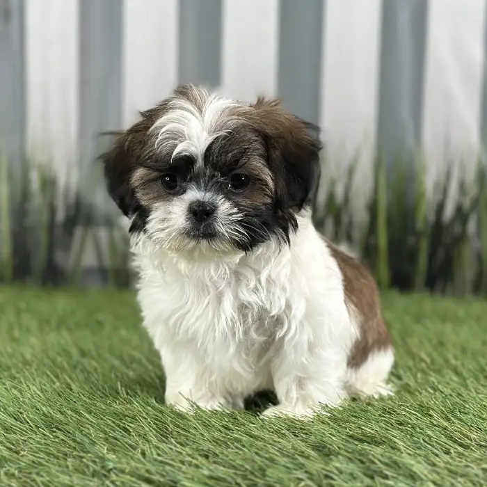 Male Shih Tzu Puppy for Sale in Indianapolis, IN