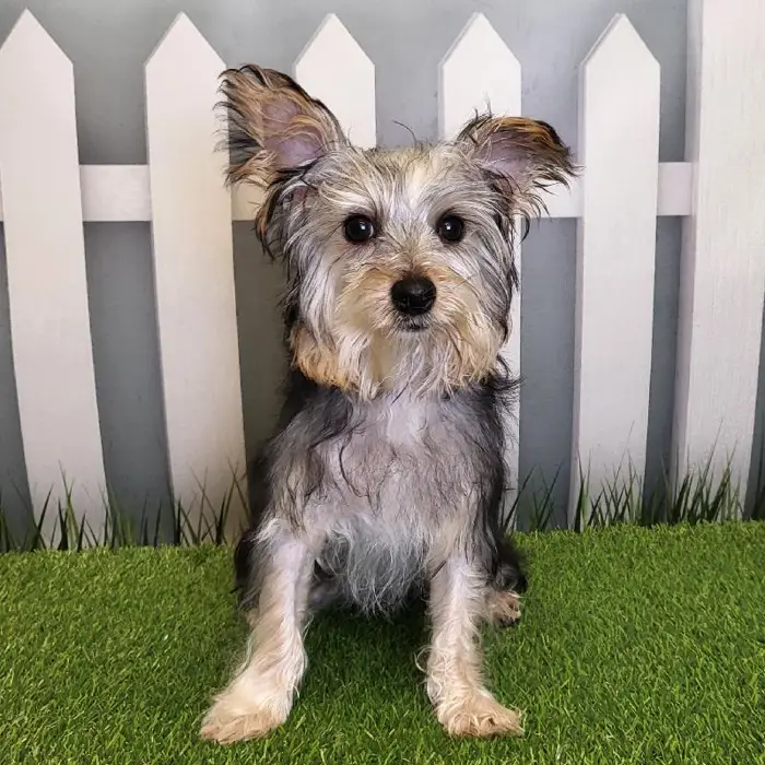 Female Yorkshire Terrier Puppy for Sale in Indianapolis, IN