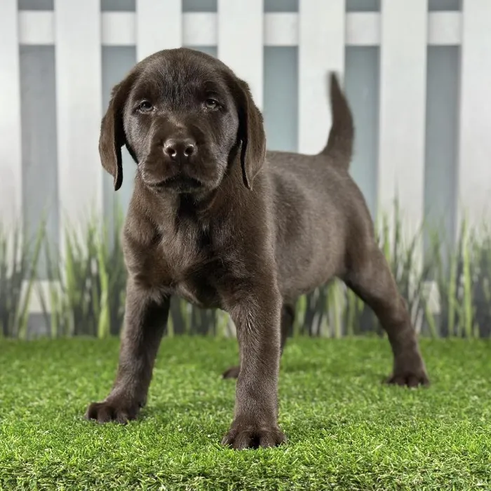 Male Labrador Retriever Puppy for Sale in Indianapolis, IN