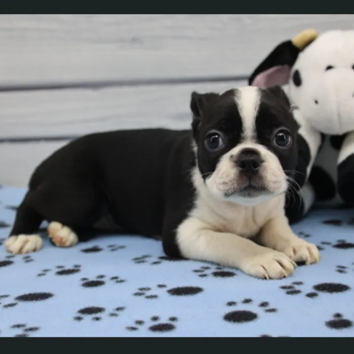 Female Boston Terrier Puppy for Sale in Schererville, IN