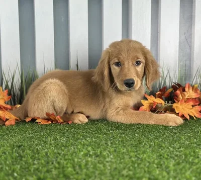 Female Golden Retriever Puppy for Sale in Schererville, IN