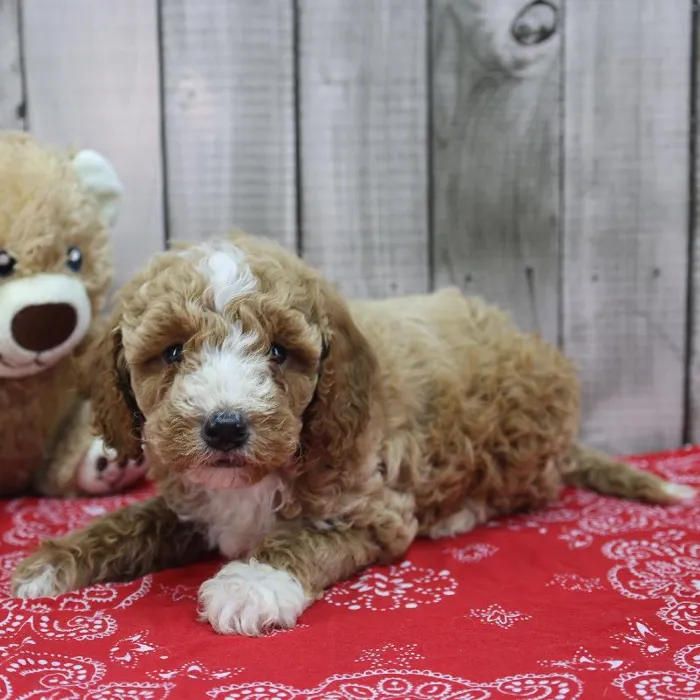 Male Miniature Goldendoodle Puppy for Sale in Schererville, IN