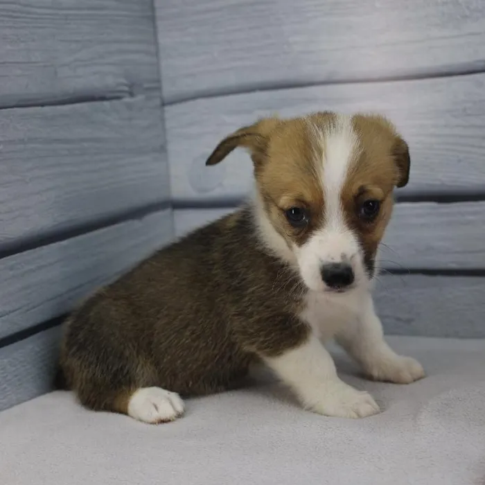 Female Pembroke Welsh Corgi Puppy for Sale in Indianapolis, IN