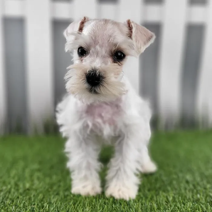 Male Miniature Schnauzer Puppy for Sale in Schererville, IN