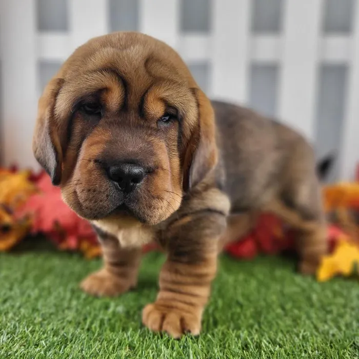 Female Walrus Puppy for Sale in Schererville, IN