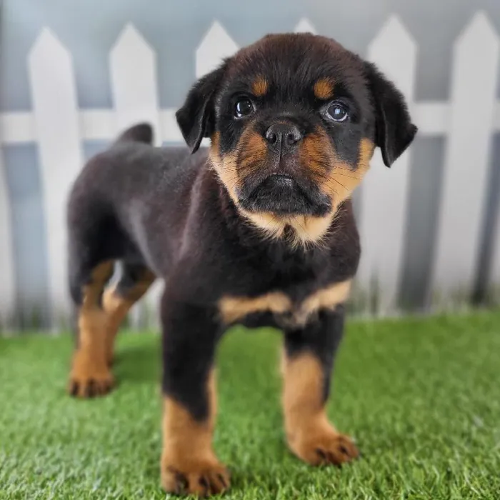 Male Rottweiler Puppy for Sale in Schererville, IN