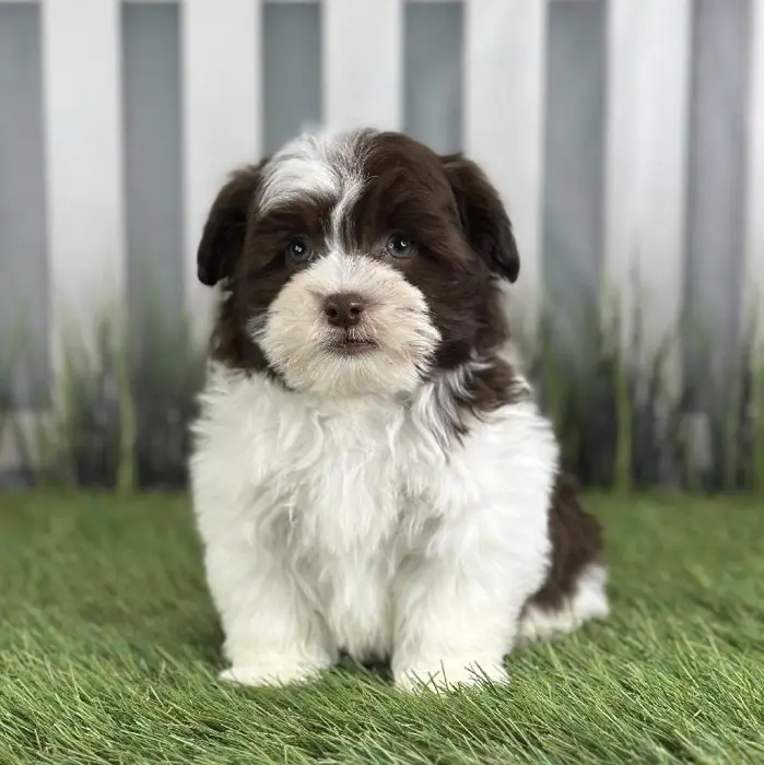 Male Havanese Puppy for Sale in Schererville, IN