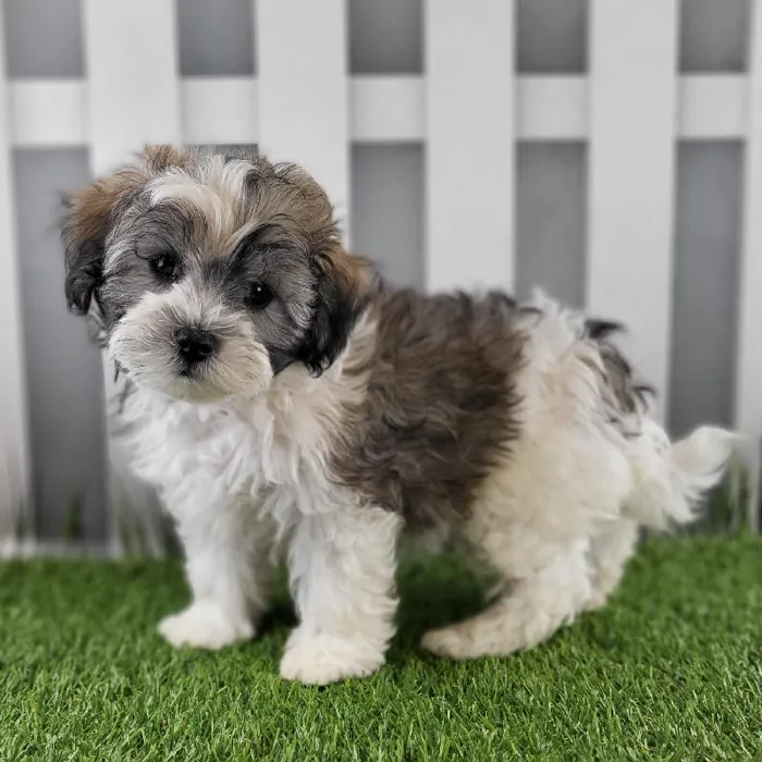 Male Coton-Poo Puppy for Sale in Schererville, IN