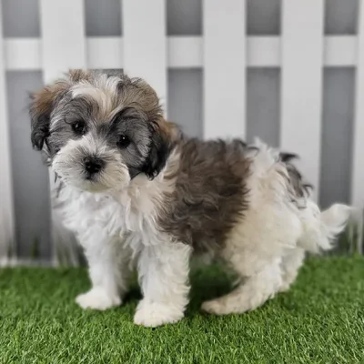 Male Coton-Poo Puppy for Sale in Schererville, IN