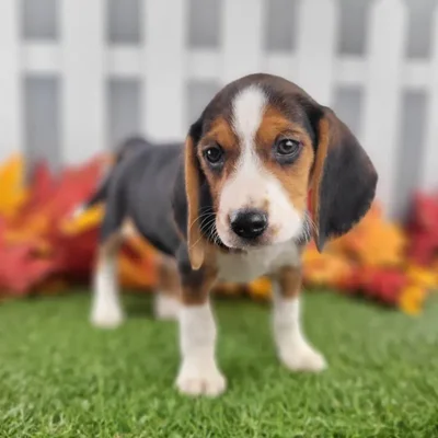 Male Beagle Puppy for Sale in Schererville, IN