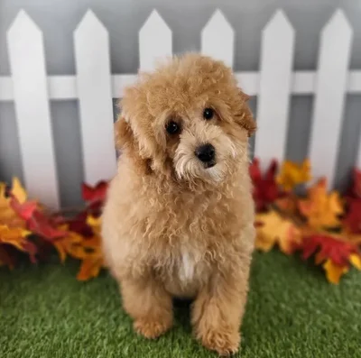Female Coton-Poo Puppy for Sale in Schererville, IN