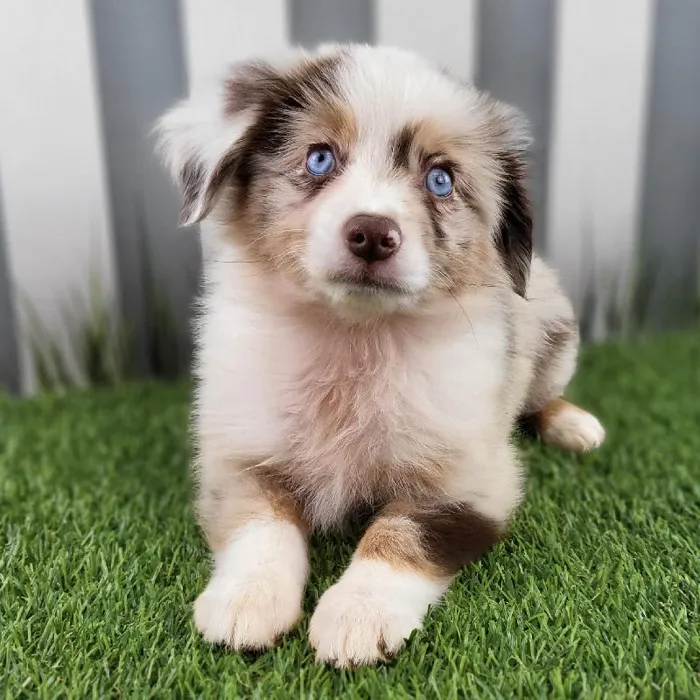 Male Mini Aussie Puppy for Sale in Indianapolis, IN