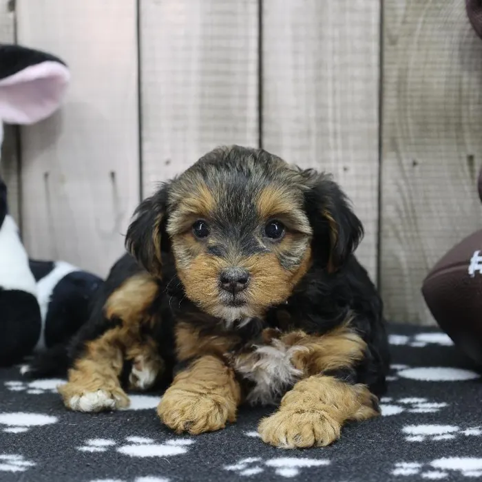 Female Yorkie-Poo Puppy for Sale in Schererville, IN