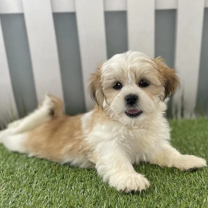Male Lhasa Apso Puppy for Sale in Schererville, IN