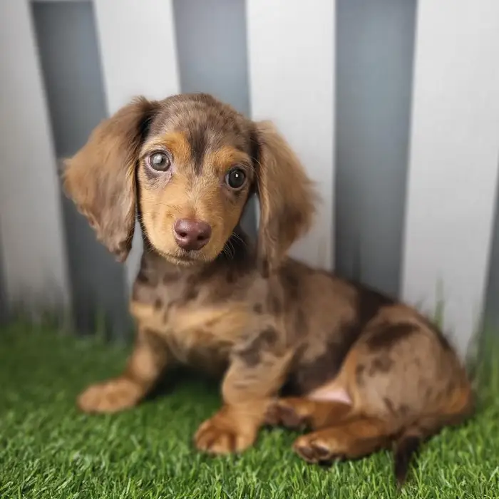 Male Miniature Dachshund Puppy for Sale in Schererville, IN