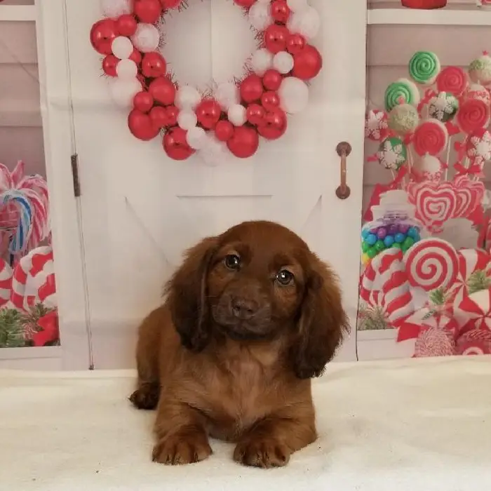 Male Miniature Dachshund Puppy for Sale in Schererville, IN